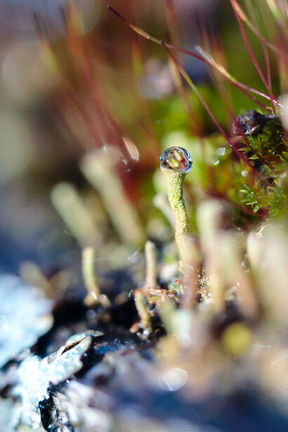 My Magical Way of Thinking - a Photographic Art Artowrk by My Psychedelic Garden