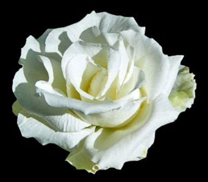 A White Rose by Charlotte A Cornish