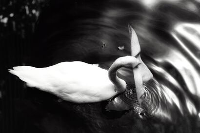 Transcendence  - a Photographic Art Artowrk by Sophie