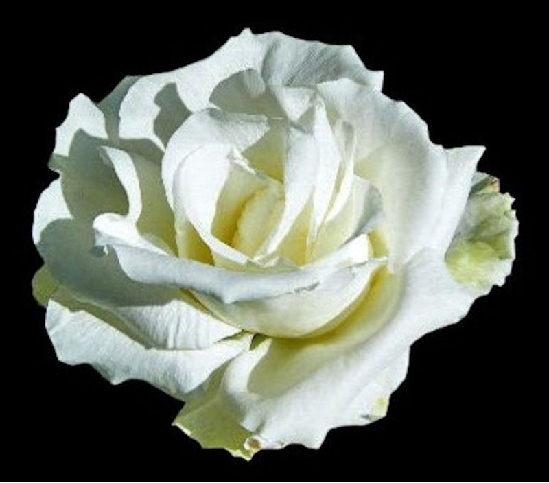 A White Rose - a Photographic Art by Charlotte A Cornish