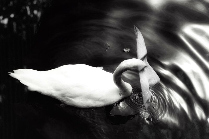 Transcendence  - a Photographic Art by Sophie