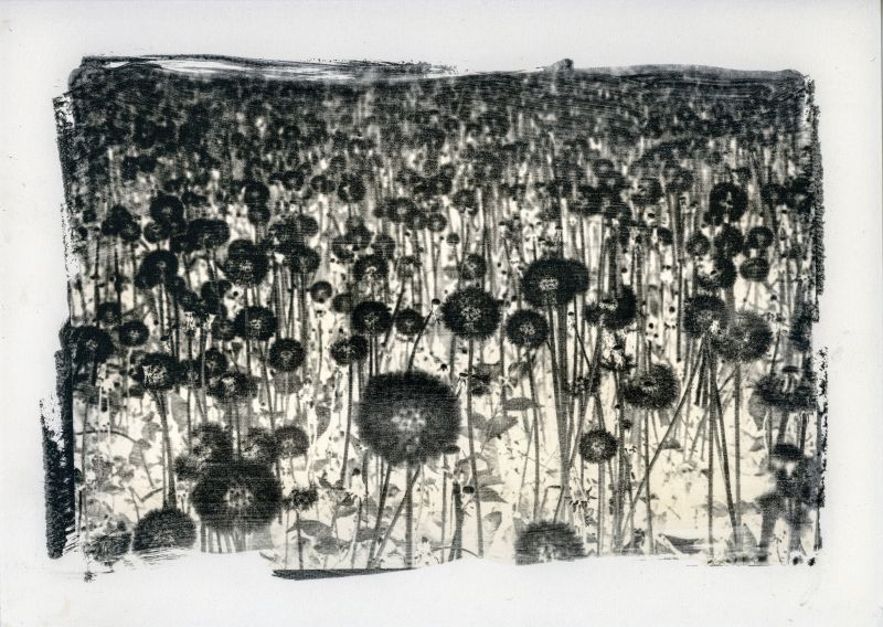 Soffioni - Imago Plantae - a Photographic Art by Stefano Paradiso