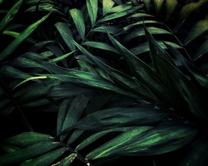 Green plants - a Photographic Art Artowrk by Wei Heng Ren