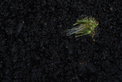 grasshopper - A Photographic Art Artwork by Heinz Innerhofer