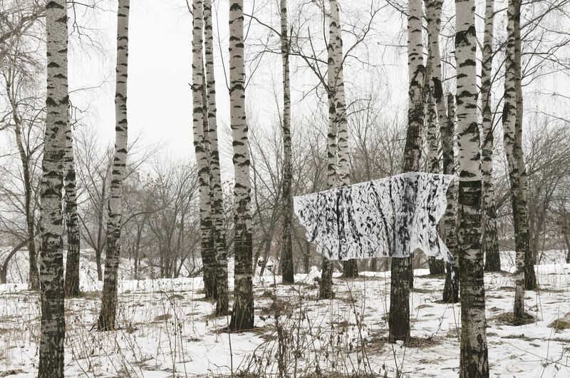 Birch trees woods - a Photographic Art by Gaspar Acebo