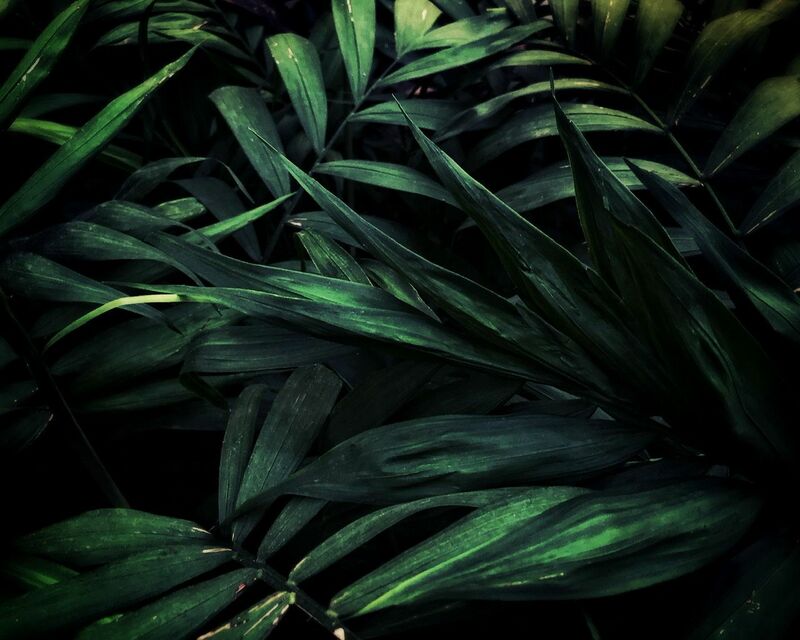 Green plants - a Photographic Art by Wei Heng Ren