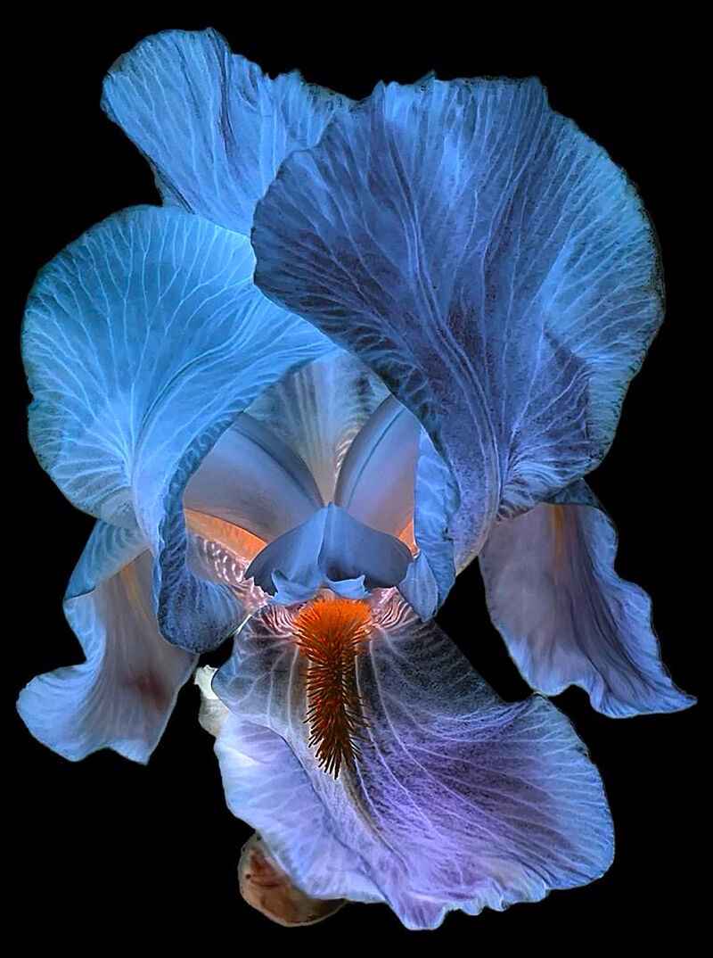 Dark flowers  - a Photographic Art by Tony Ronchi