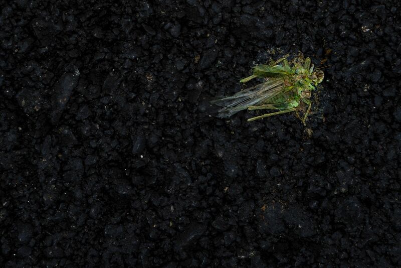 grasshopper - a Photographic Art by Heinz Innerhofer