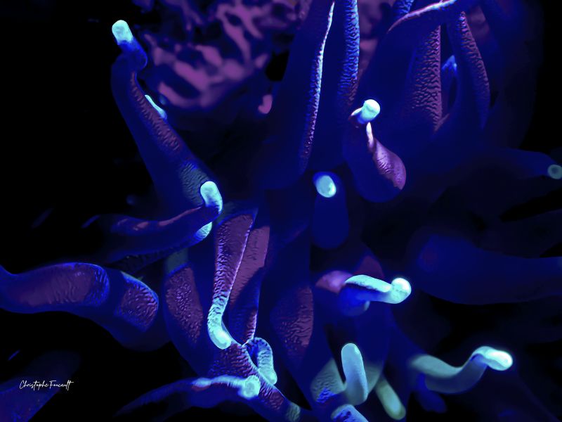 BIOLUMINESCENT NOVA - a Photographic Art by Christophe Foucault