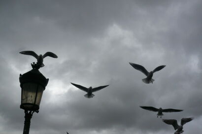 Flying - a Photographic Art Artowrk by Armine Aghayants