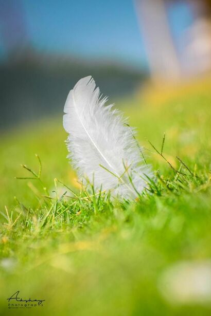Let your egos fade as soft as a feather  - A Photographic Art Artwork by Appu