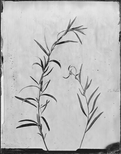Artemisia dracunculus - a Photographic Art Artowrk by Emilija Petrauskiene