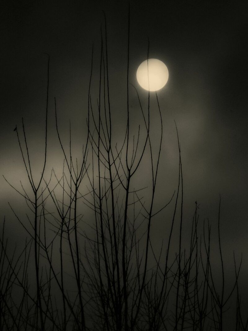 Moonlight - a Photographic Art by Francisco Gonzalez Camacho