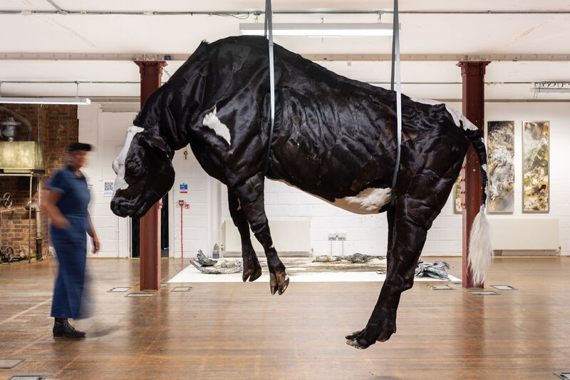 Cow (Elevation) - a Sculpture & Installation by Abigail Norris