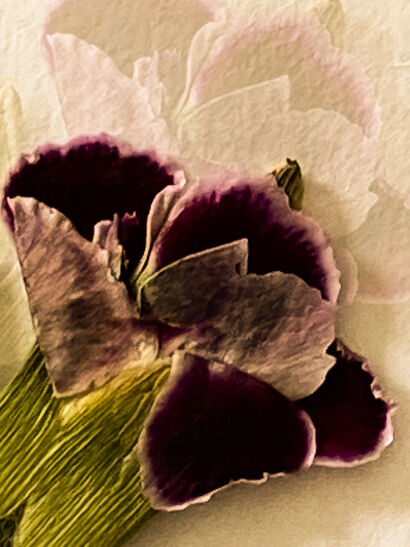 flower doubled - a Photographic Art Artowrk by Renate Wilkes