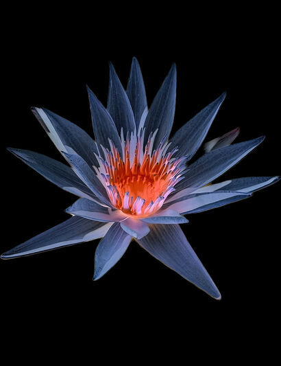 Dark Flowers - a Photographic Art Artowrk by Tony Ronchi