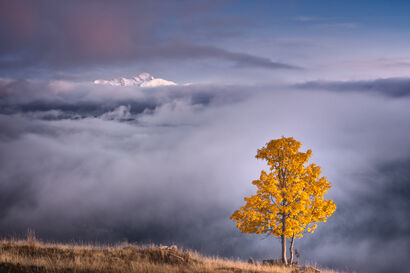 The Tree and the Mountain. - A Photographic Art Artwork by Gio Fleming
