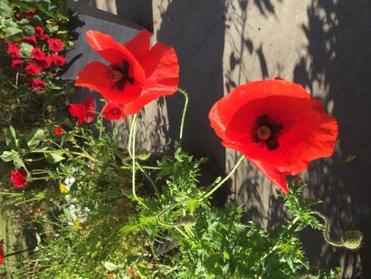 Poppies - a Photographic Art Artowrk by Sarah  Smith