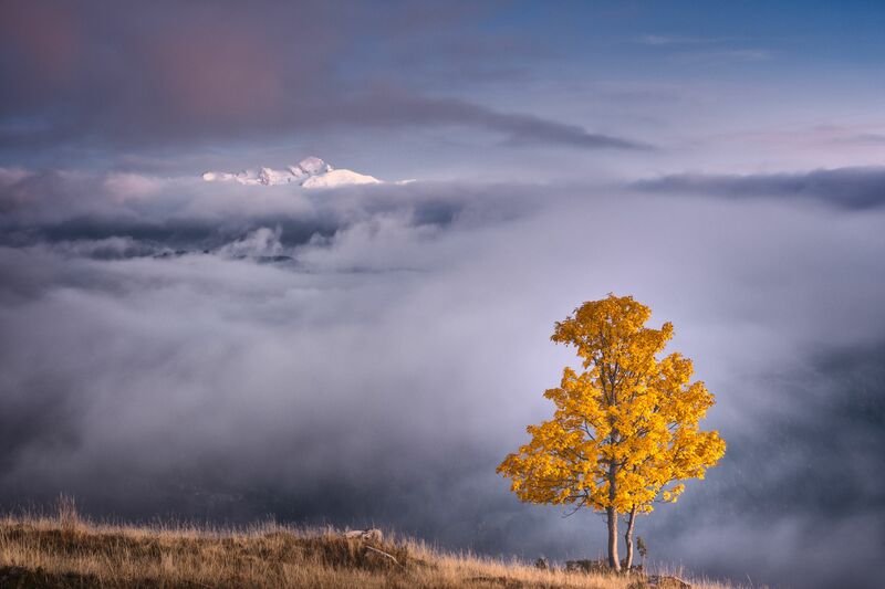 The Tree and the Mountain. - a Photographic Art by Gio Fleming