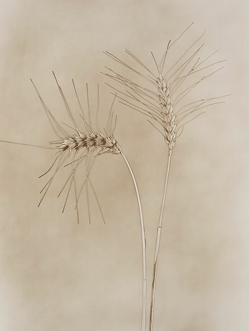Flora-Trigo - a Photographic Art by Rafael Pablos Fernandez