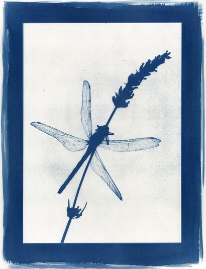 Naturalia Tavola III - a Photographic Art Artowrk by Alice Serafino