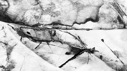 THE LANDSCAPE OF THE LEAVES - a Video Art Artowrk by Luis Marino