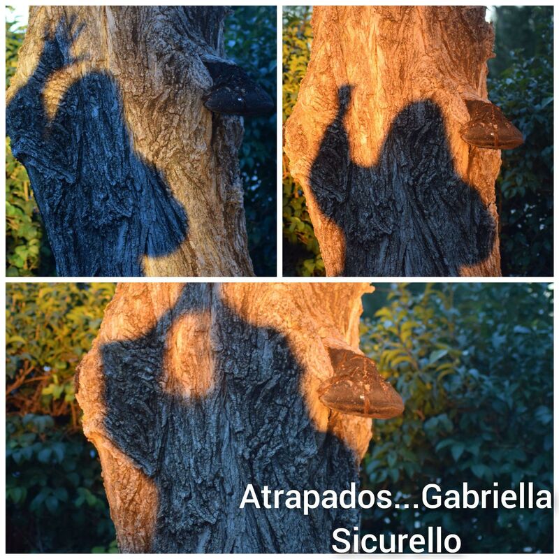 Atrapado... - a Video Art by Gabriella Sicurello 