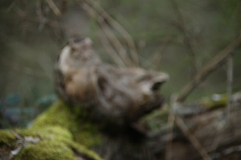 gentle woodland sprite - a Photographic Art by Klaus  Pohlmann 