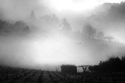 Fog - A Photographic Art Artwork by ORI GERARD FRANCES