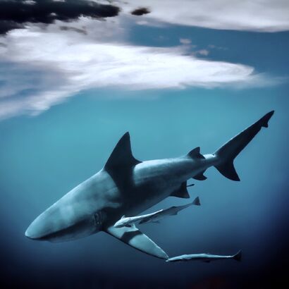 Sharks of Jupiter  - a Photographic Art Artowrk by Aîa Mar