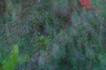 Green Vision of Red - A Photographic Art Artwork by Luca Fiore