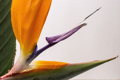Flowers: Strelitzia - A Photographic Art Artwork by Fiorina Maria  Lembo