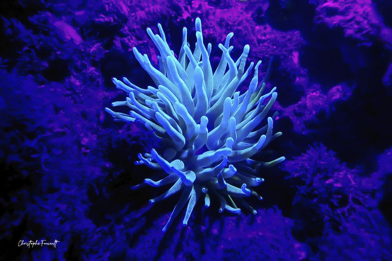 STELLAR ANEMONE - a Photographic Art by Christophe Foucault