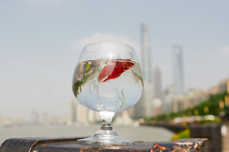 The fish of the big city - a Photographic Art by Chaika Chursina