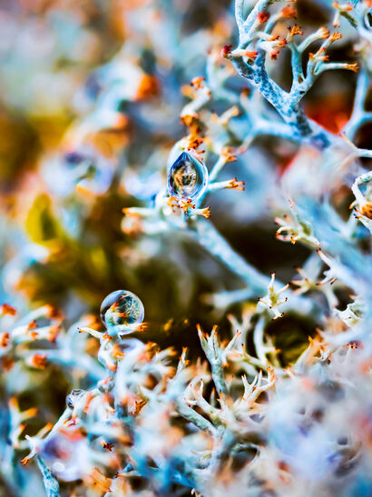 The Horus Eye - macro photo of a Cladonia Stellaris lichens with the raindrop in it. - A Photographic Art Artwork by My Psychedelic Garden