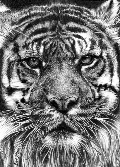 Tigre. - A Paint Artwork by disegniChiarodiLuna