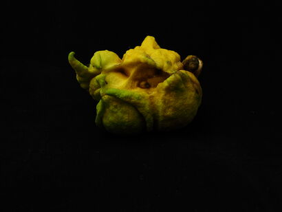 Riflessione di un limone  - a Photographic Art Artowrk by Luigi  Falco