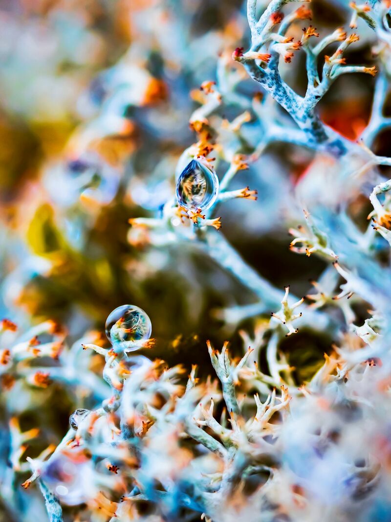 The Horus Eye - macro photo of a Cladonia Stellaris lichens with the raindrop in it. - a Photographic Art by My Psychedelic Garden