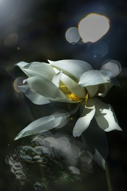 真如　thusness　Lotus 01 - A Photographic Art Artwork by Akitoshi Matsuhara