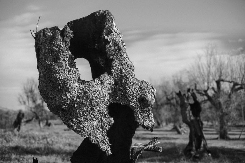 Xolivo 4 - a Photographic Art by Stefano Paradiso
