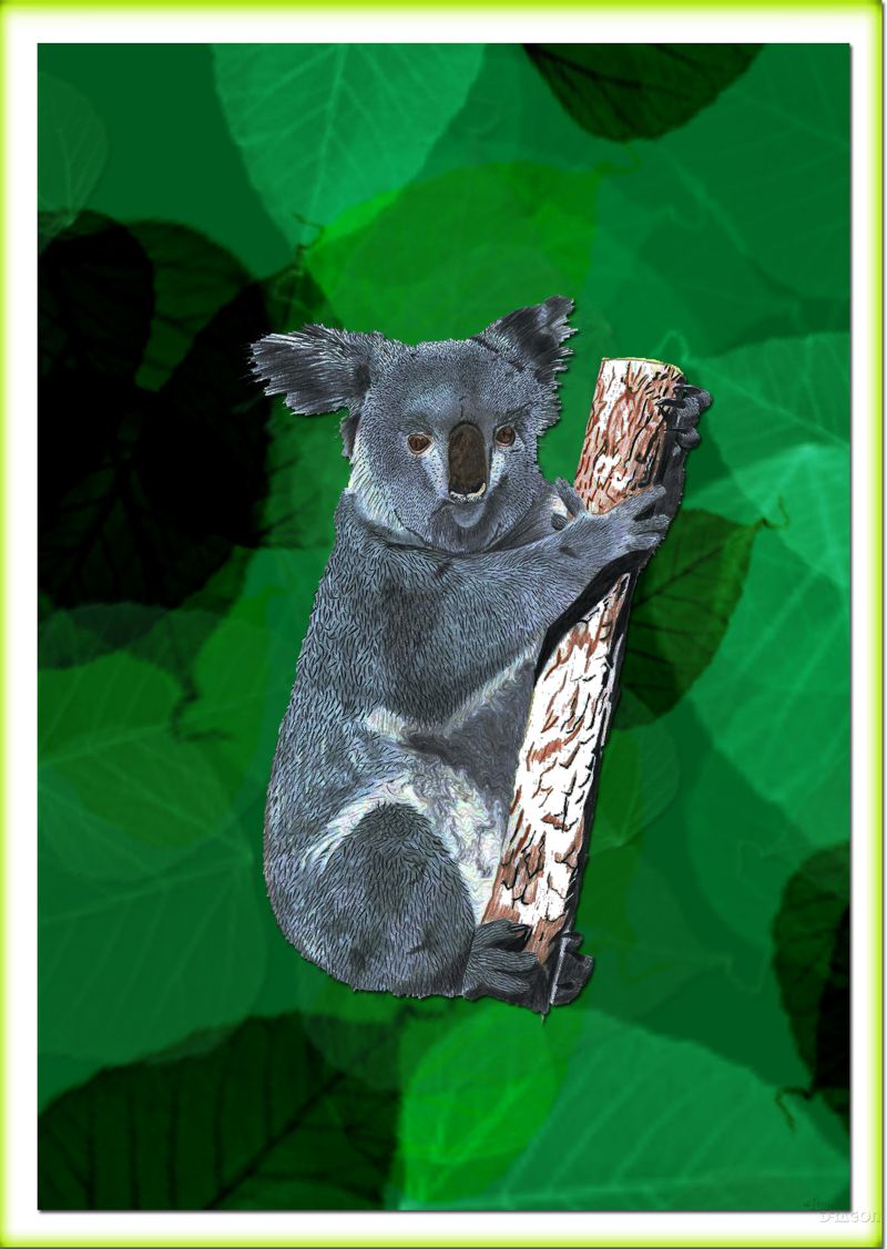 Koala - a Digital Art by Charlotte A Cornish