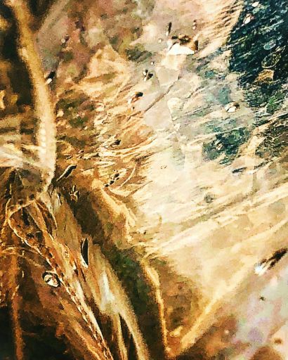 Wild + Precious Thru the Astral - A Photographic Art Artwork by E Bee : LightExpressionist