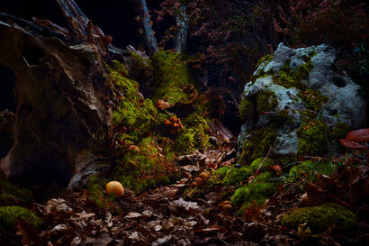 Le Chemin de traverse - a Photographic Art Artowrk by Aldavert  Alexandre 