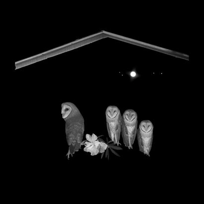 Barn Owl - a Digital Art Artowrk by sofie Berzon MacKie