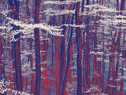 magical forest in spring - A Photographic Art Artwork by ERICH HAGELKRUYS