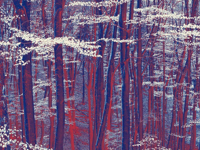 magical forest in spring - a Photographic Art by ERICH HAGELKRUYS