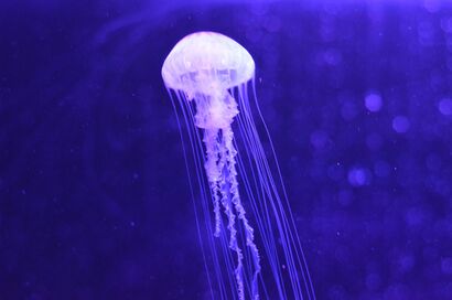 Neon jellyfish - a Photographic Art Artowrk by FEER SALAZ
