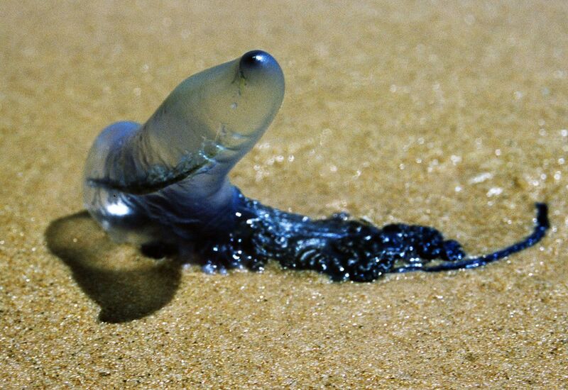 Luso Abuse  - Portuguese Caravels on Colony Sand. - a Photographic Art by mariana Süssekind