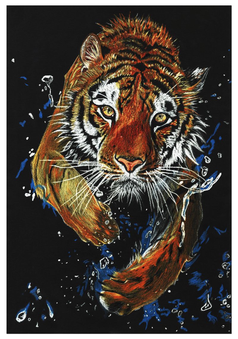 Bengal Tiger  - a Paintings by Charlotte A Cornish