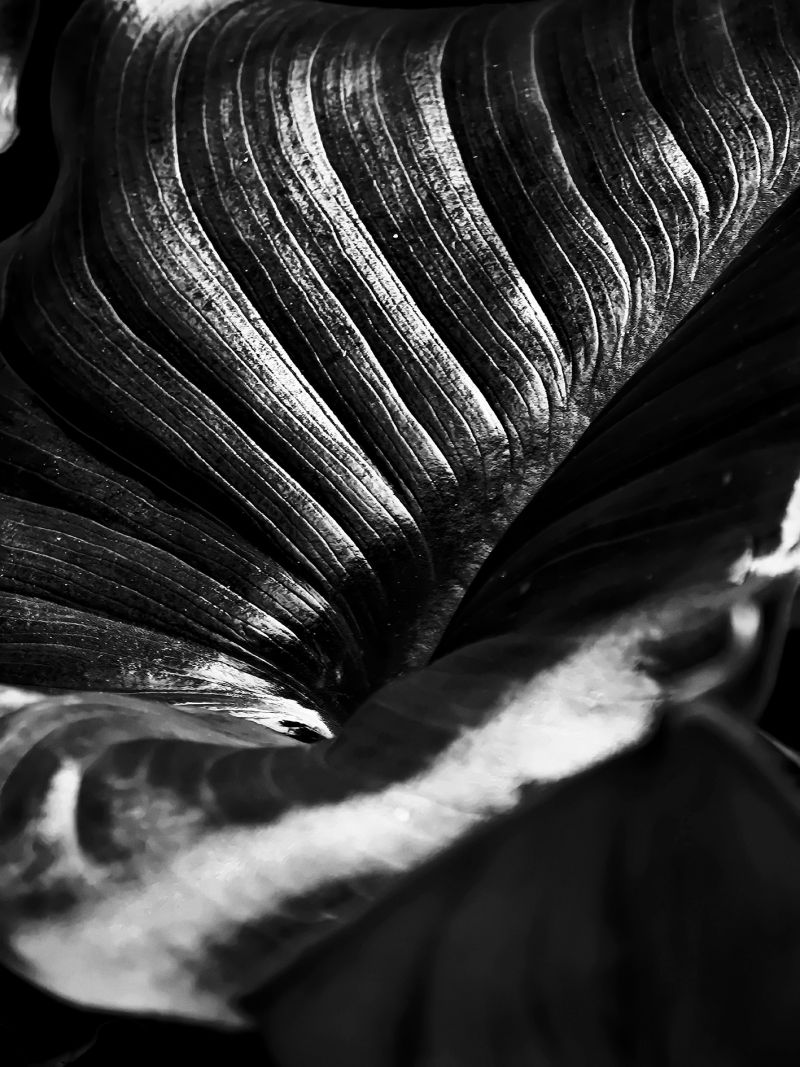 Black OXYGEN - Oltre Black - a Photographic Art by Sara Franci Visual Artist